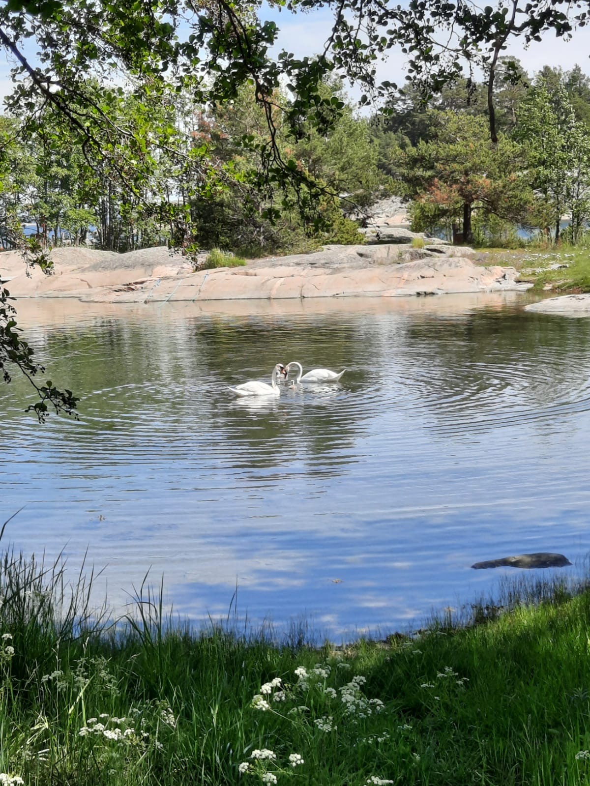 42gullkrona